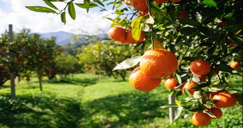 Sorrento is famous for its citrus fruit