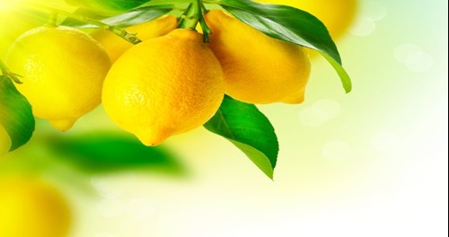 citrus3.jpg